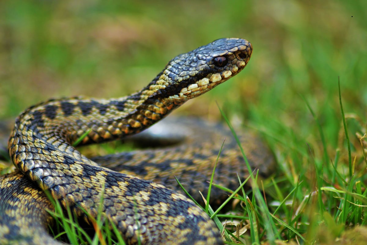 Dogs and Snake Bites in September: What you need to know as vet warns owners to remain vigilant as adders remain active due to climate change