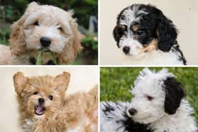 Four popular Poodle crossbreeds.