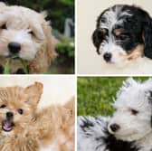 Four popular Poodle crossbreeds.