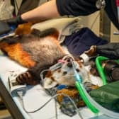 Bruce was put under general anaesthetic as vets worked to remove his problem tooth 