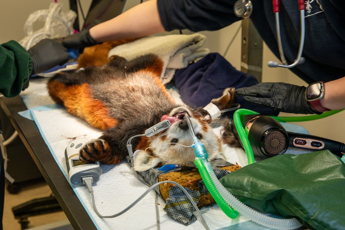 Edinburgh Zoo’s red panda Bruce recovers after getting tooth removed