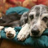 So-called doggy dementia can impact older dogs.