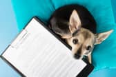 If you're getting a pet dog then insurance is pretty much essential.
