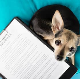 If you're getting a pet dog then insurance is pretty much essential.