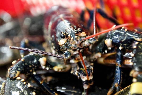 In England and Wales, it’s acknowledged that live boiling is an unacceptable way to kill lobsters but Scots law does not protect them from avoidable pain at the time of death (Picture: Andy Buchanan)