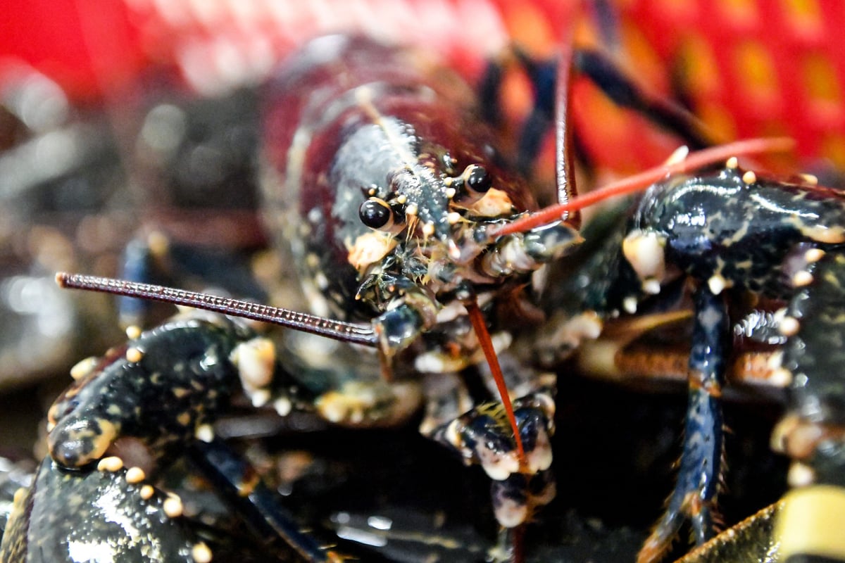 How Scotland risks falling behind England on animal welfare – Edie Bowles