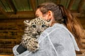 The snow leopard cubs are pulling in crowds to the Highland Wildlife Park