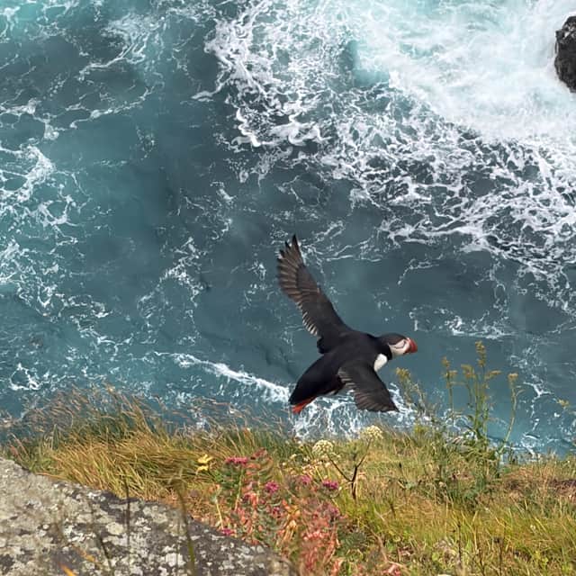 A puffin in flight on the Faroe Islands