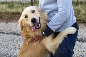 Not all dogs are as loving as this Golden Retriever.