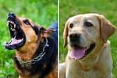 Different breeds of dog can have very different levels of aggression.