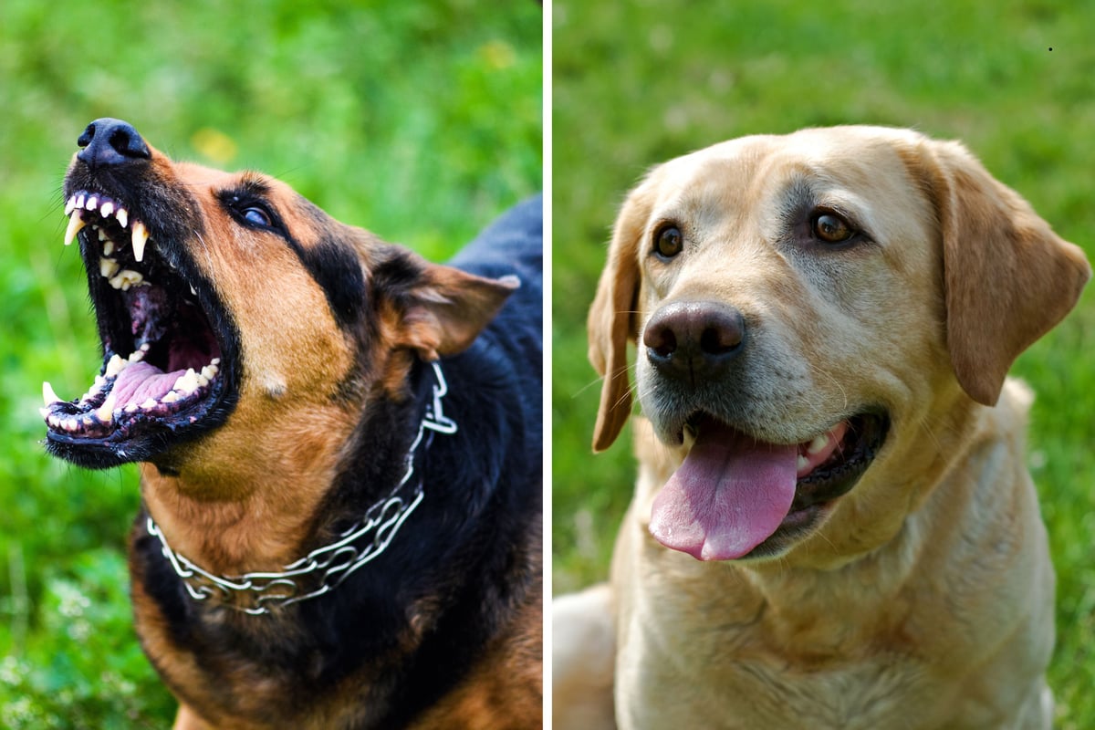 Ultimate Dog Aggression Level Guide 2026: These are the 22 most and least aggressive breed of adorable dog - from Akita to loving Labrador 🐶