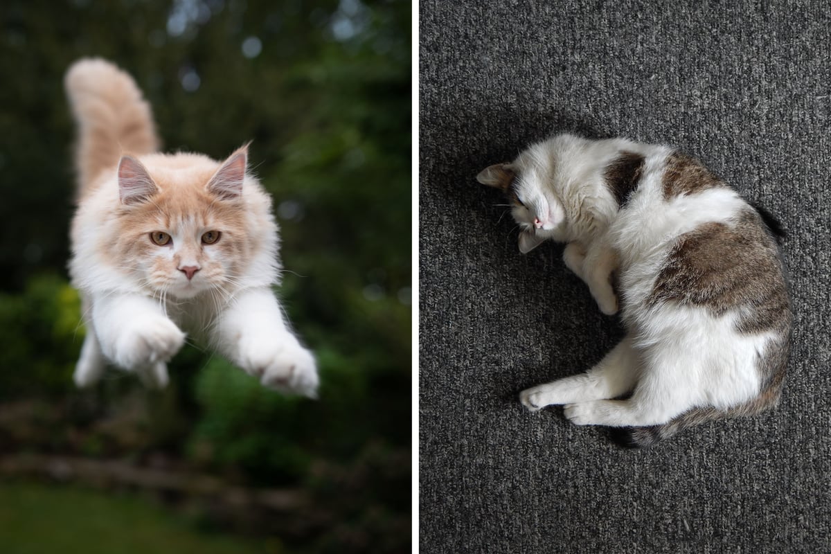 Ultimate Cat Activity Level Guide 2026: These are the 22 most and least active breeds of adorable cat - from hyper Devon Rex to loving Ragdoll 😺