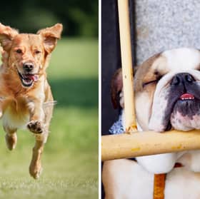 Different breeds of dog have significantly different energy levels.