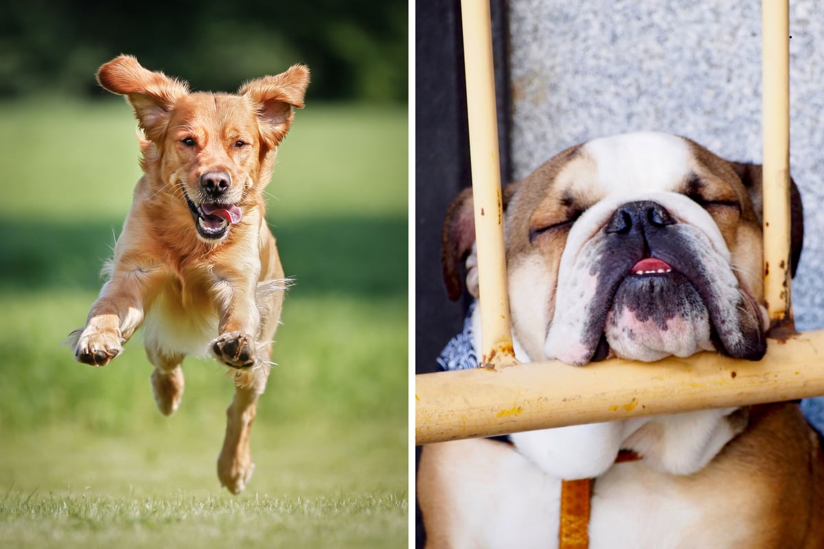Ultimate Dog Activity Level Guide 2026: These are the 22 most and least active breeds of adorable dog - from lazy Bulldog to loving Labrador 🐶