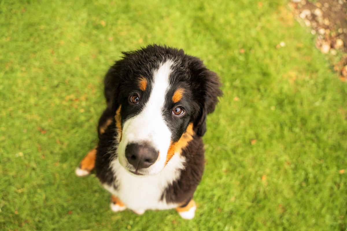 The small changes in your dog’s routine worth a closer look