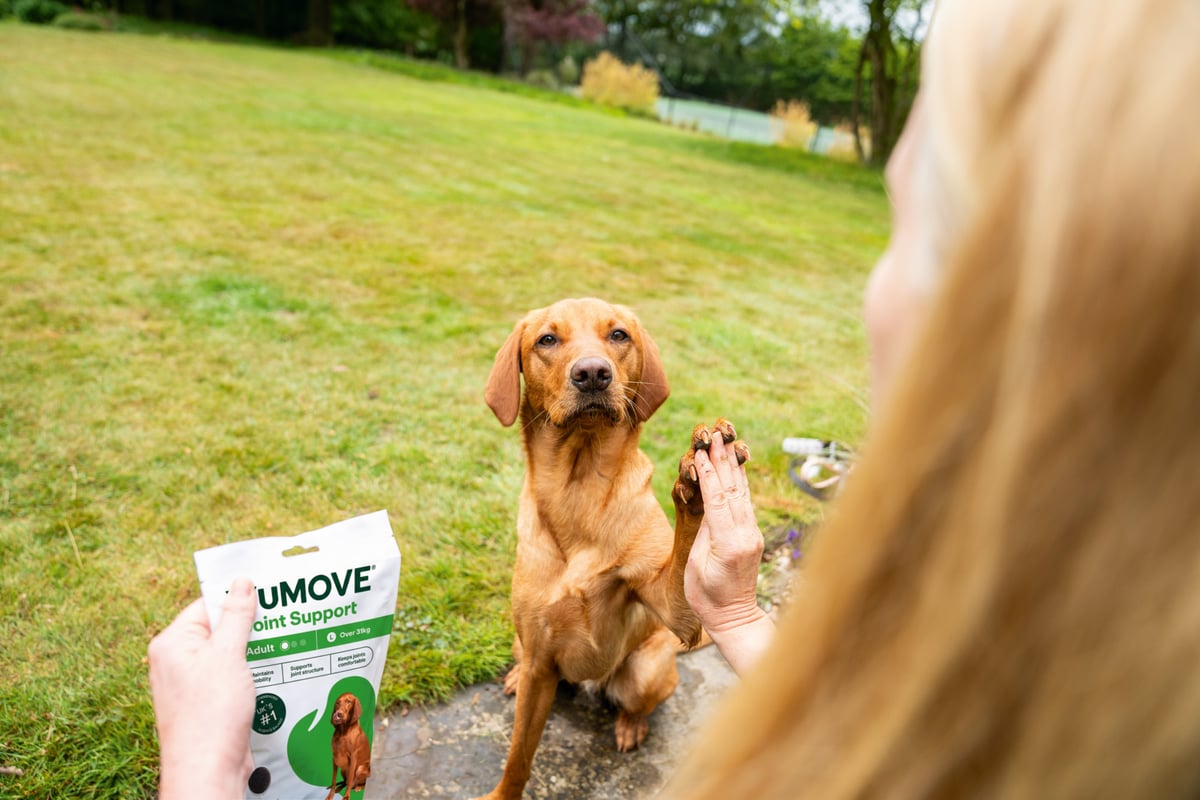 Dog slowing down on walks? This deal offers 50% off two months of joint support