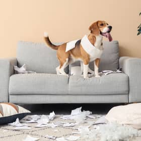 A Beagle, 10 minutes after being told to keep off the couch.
