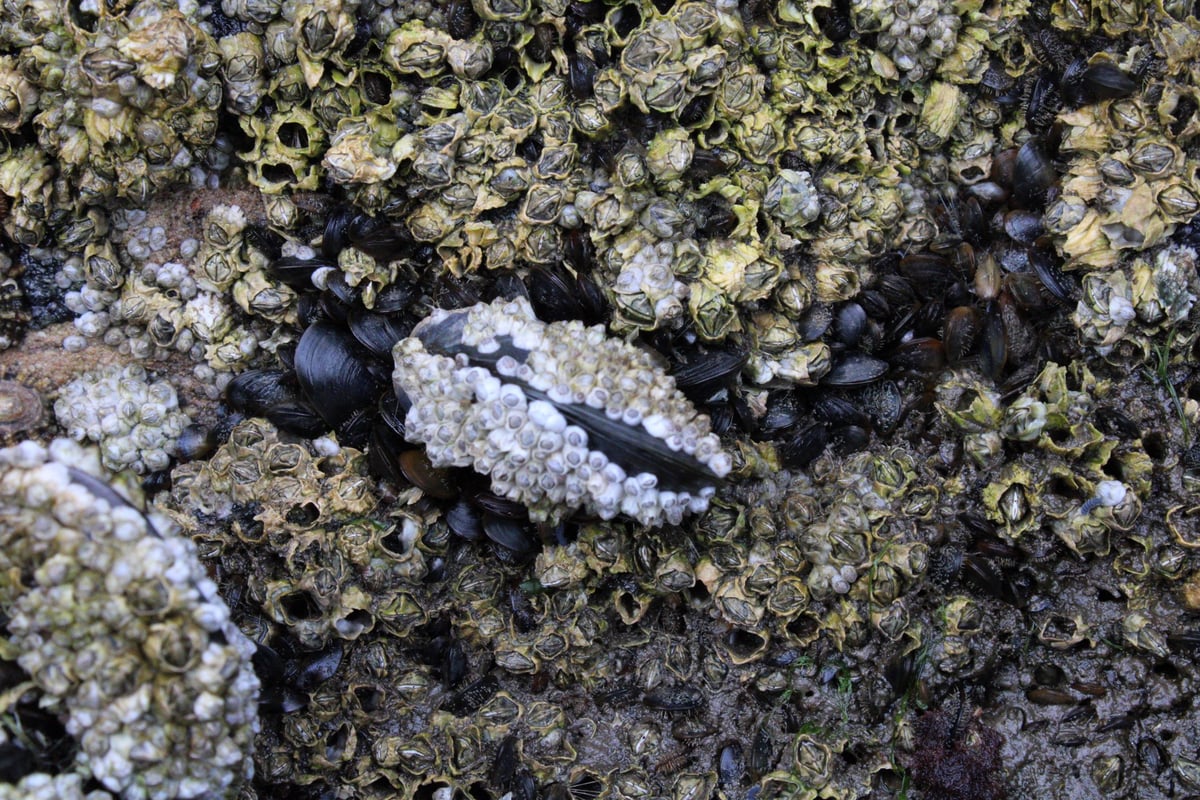 Mussels disappearing from Firth of Forth because of changing conditions, study finds
