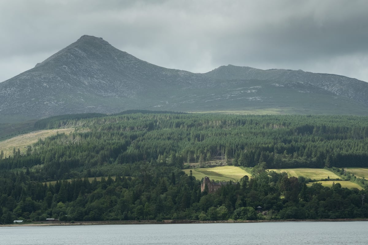 Major milestone reached on Scottish island in saving rare tree from extinction
