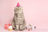 The number of birthdays a cat celebrates is largely dependent on its age.