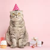 The number of birthdays a cat celebrates is largely dependent on its age.