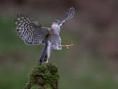A Sparrowhawk in Dumfries