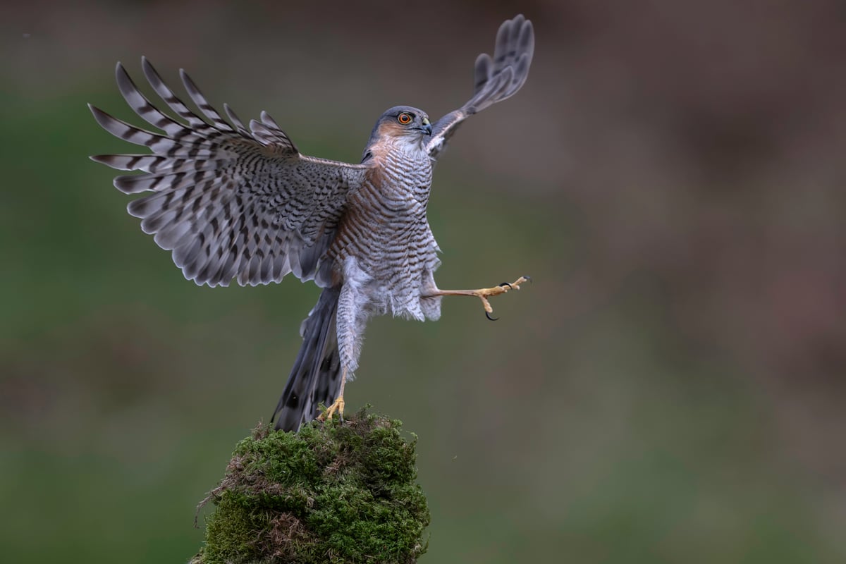 The Nikon Comedy Wildlife finalists 2026 announced