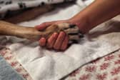 Dogs and other animals have much to teach humans (Picture: John Moore)