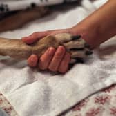 Dogs and other animals have much to teach humans (Picture: John Moore)