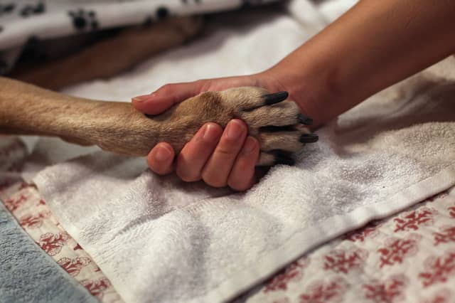 Dogs and other animals have much to teach humans (Picture: John Moore)