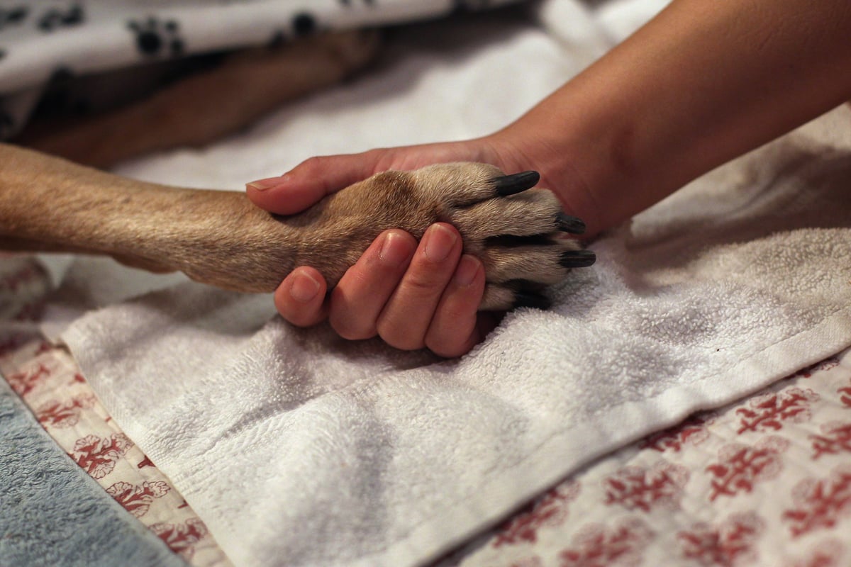What animals teach us about being human – Philip Lymbery
