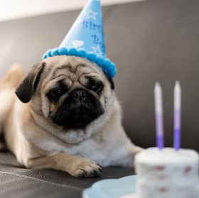 The number of years you can expect your pet dog to live differs between breeds.