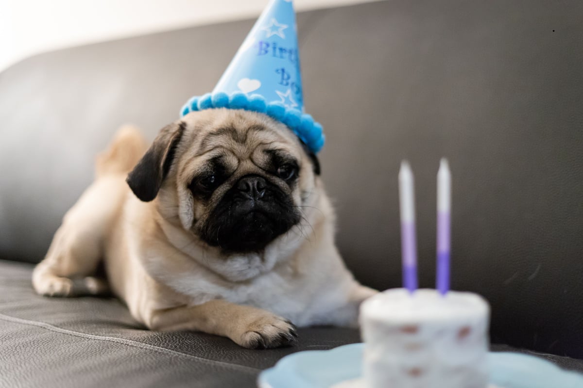 How Long Will My Dog Live For 2026? Scientists found these were the average lifespans of 17 popular breeds of adorable dog - including the loving Labrador Retriever 🐶