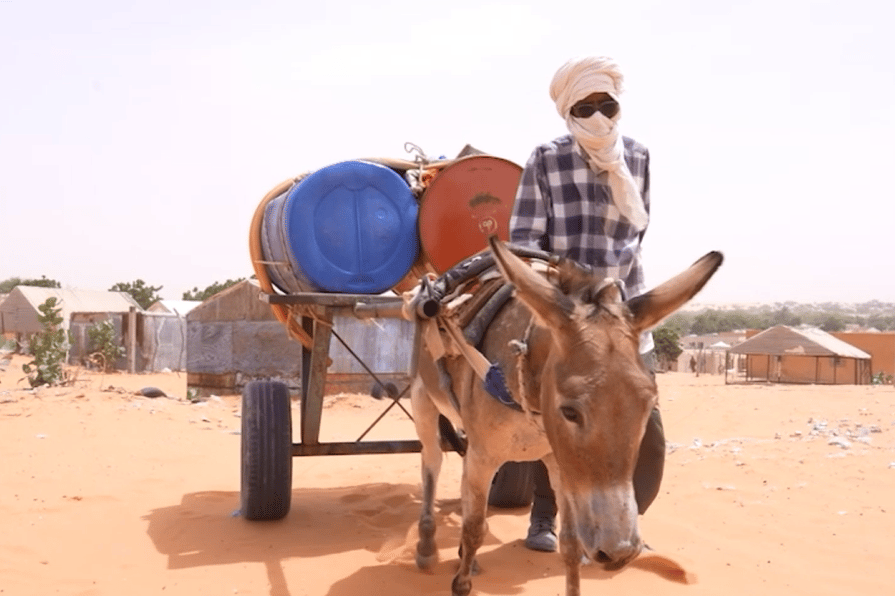 A rare video of a working donkey shows demanding work and daily challenges