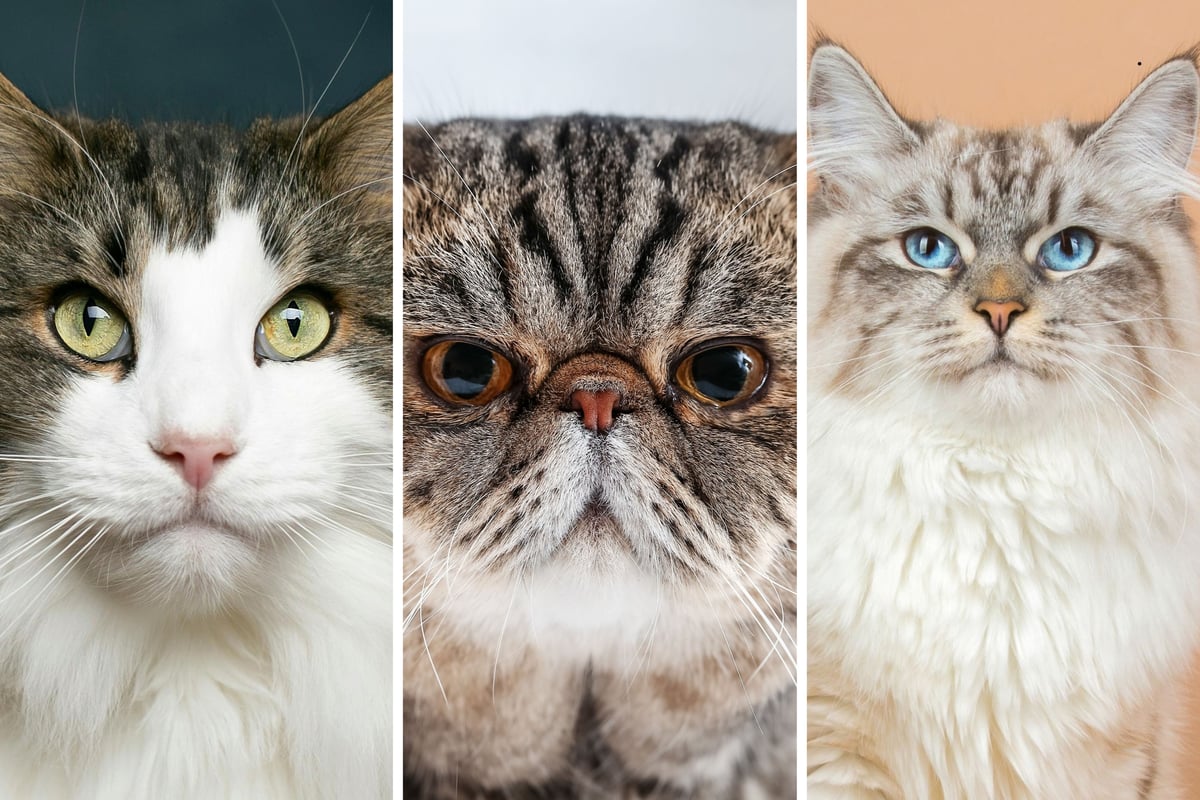 Quiet Cats 2026: Here are the 10 least vocal breeds of adorable cat - including the loving Ragdoll 😺