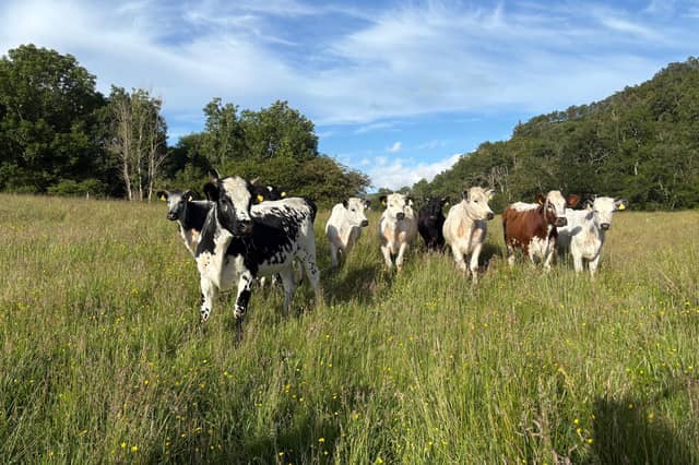Twelve Droimeann cattle have arrived at Ardtornish, where they will be put to work across woodland, scrub and rough grazing.