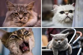 Four of the best breeds of cat for novice owners.