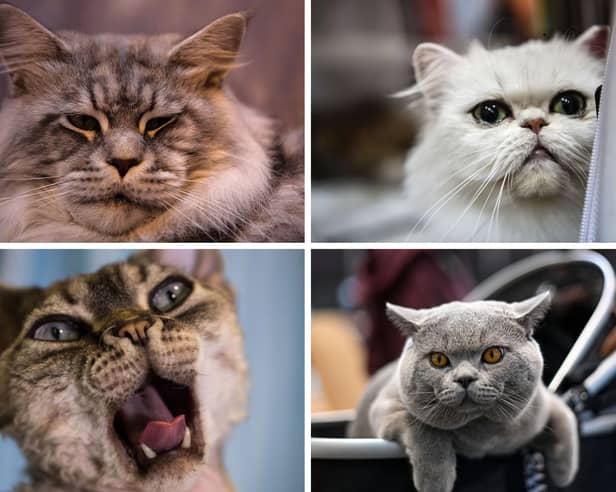 Four of the best breeds of cat for novice owners.