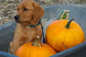 A dog enjoying the buildup to Halloween.