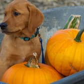 A dog enjoying the buildup to Halloween.