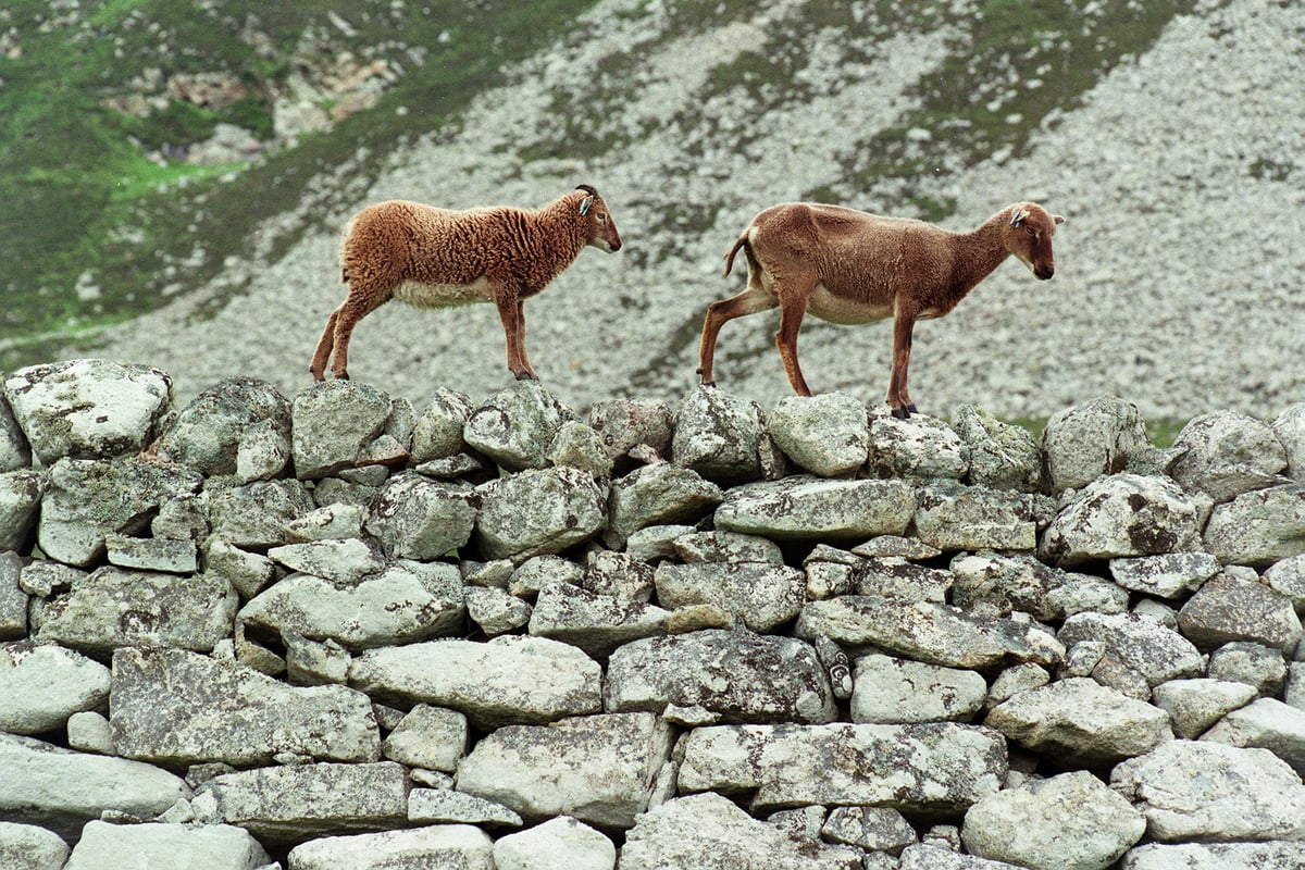 Hundreds of sheep die on St Kilda each year as welfare concerns mount, according to new report