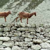 Soay sheep on Hirta, the main island in the archipelego of St Kilda.