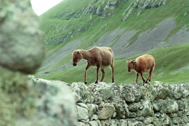 Soay sheep on Hirta, the main island in the archipelego of St Kilda.