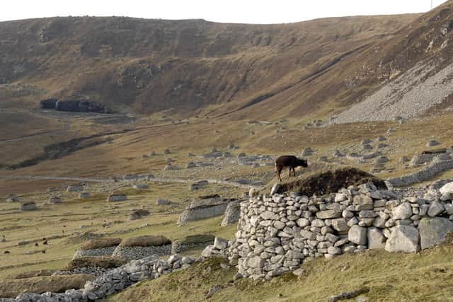 Soay sheep grazes on a turf cleit St Kilda . Pic Ian Rutherford