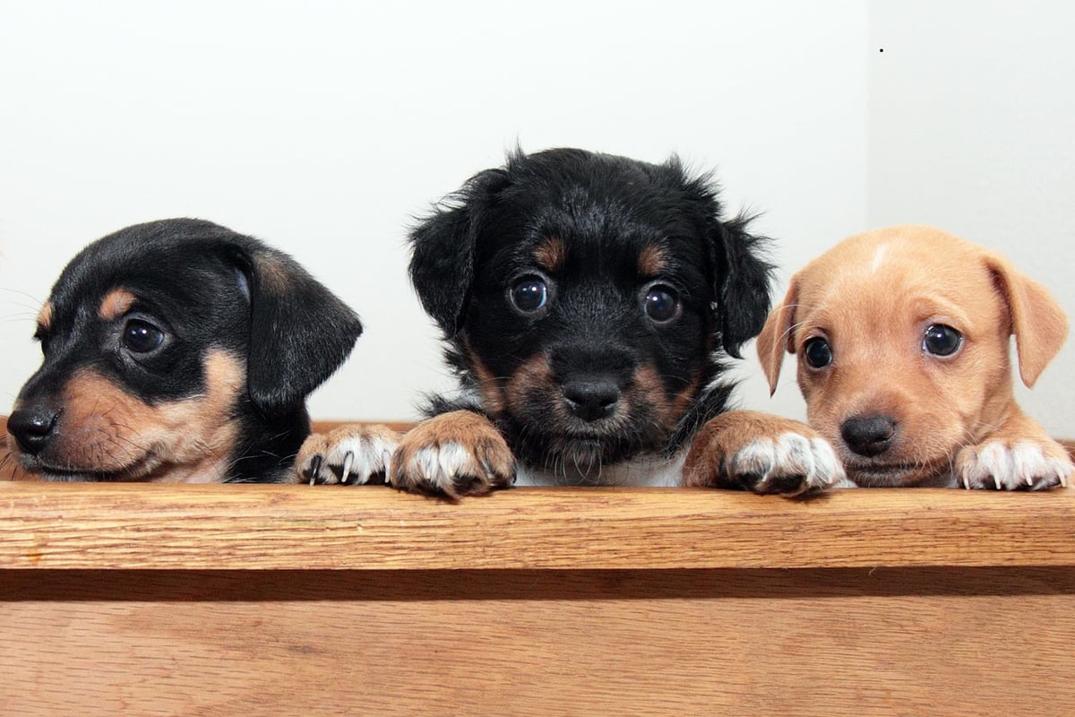 Top Puppy Names 2026: These are the top 10 boy and girl dog names of the year so far - Luna and Milo top table 🐶