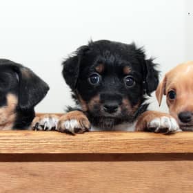 What would you name these three pups?