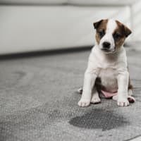 Hard to Toilet Train Dogs 2026: These are the 13 breeds of adorable dog that are a real challenge to housebreak - including the loving Dachshund 🐶