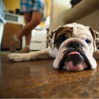 Worst Guard Dogs 2026: These are the 14 breeds of adorable dog that can't be trusted to guard your home - including the loving Labrador 🐶