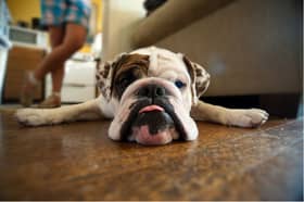 Would you trust this dog to protect your home?