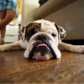 Would you trust this dog to protect your home?